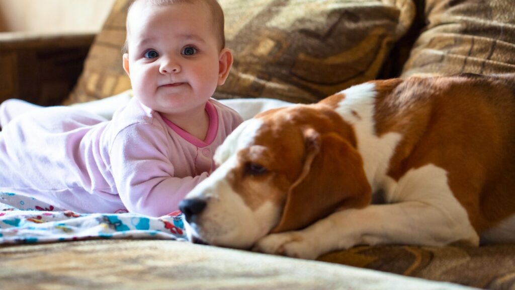 Quiero tener un bebé, ¿qué hago con mi mascota?