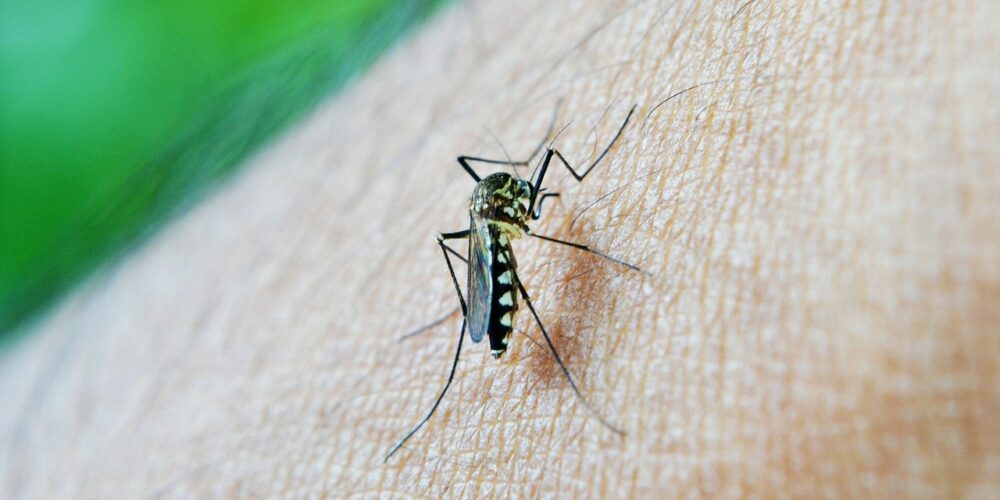 ¿Has oído hablar del dengue?