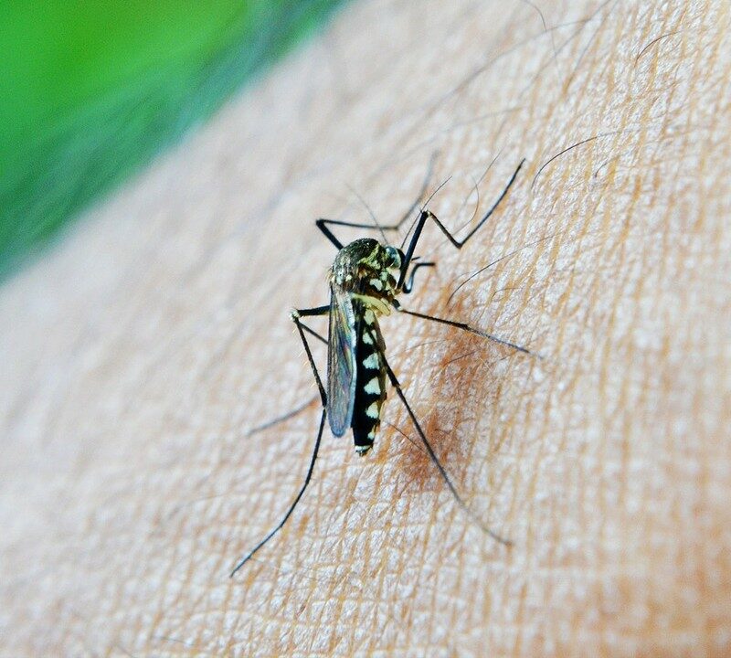 ¿Has oído hablar del dengue?