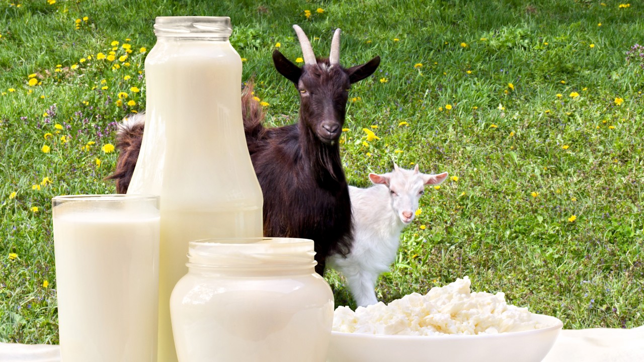 La leche de cabra, una nueva opción en tu mesa