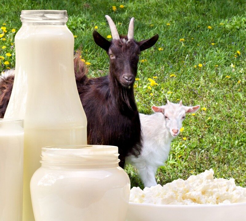 La leche de cabra, una nueva opción en tu mesa