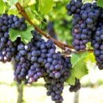 La uva protege tu piel de la UVA (y de la UVB)