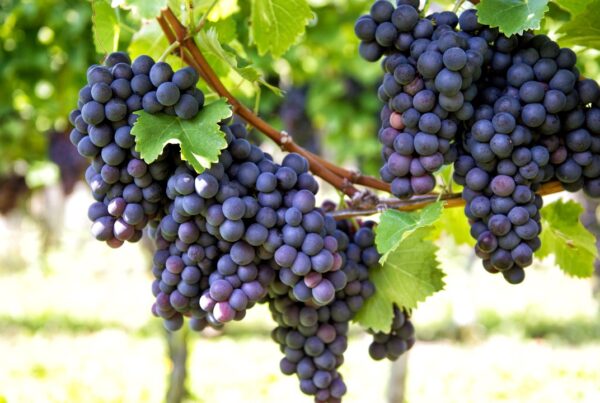La uva protege tu piel de la UVA (y de la UVB)