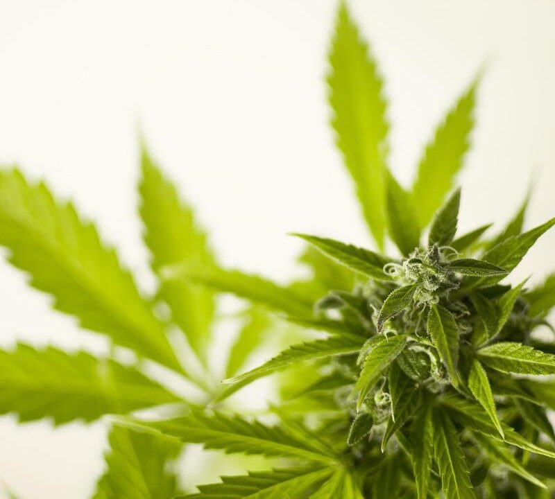 Tres nuevos estudios sobre la marihuana y la salud