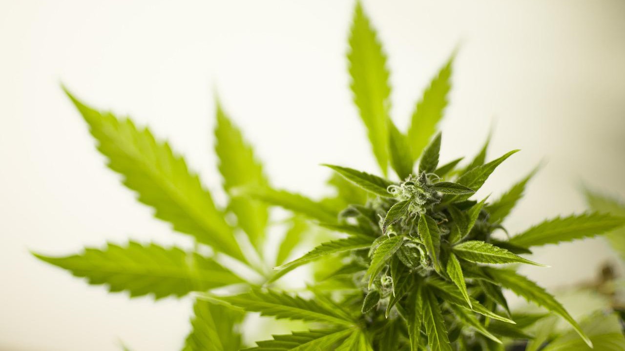 Tres nuevos estudios sobre la marihuana y la salud