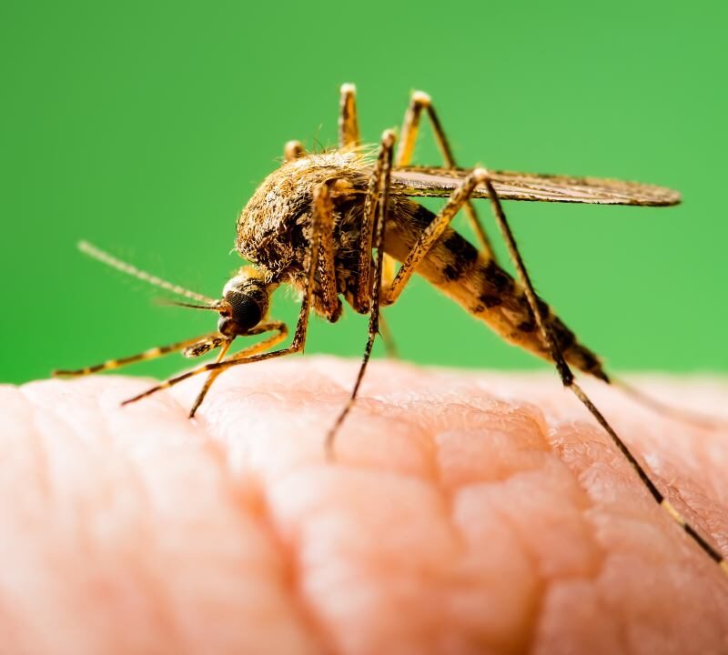 ¿Qué sabemos acerca del virus del Zika?