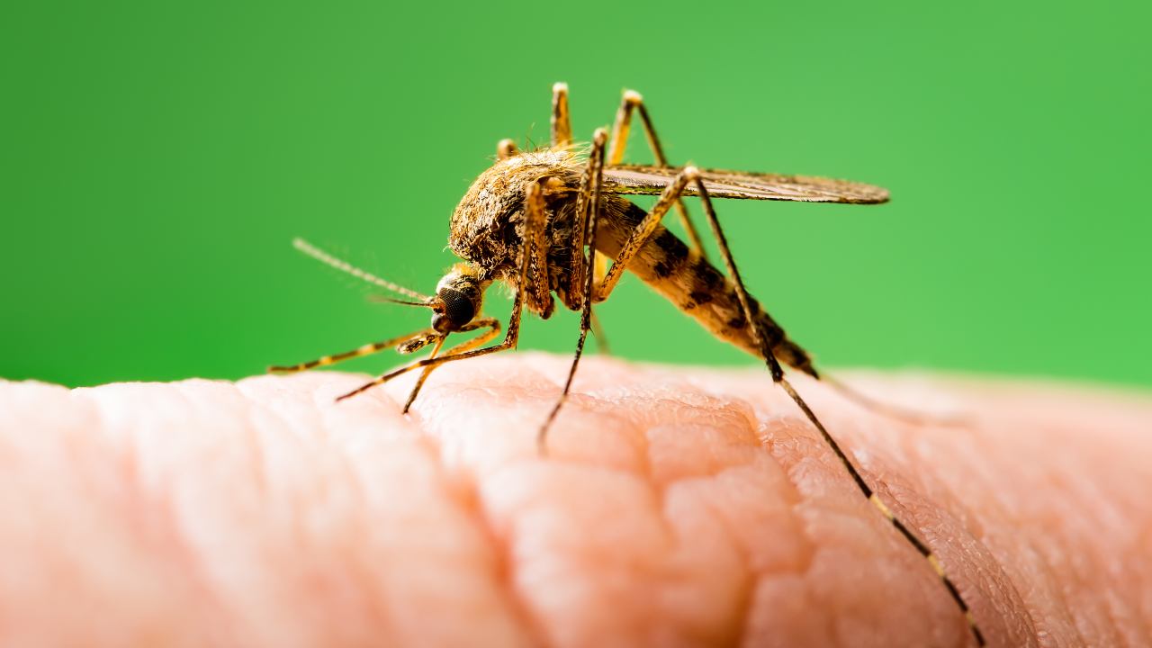 ¿Qué sabemos acerca del virus del Zika?