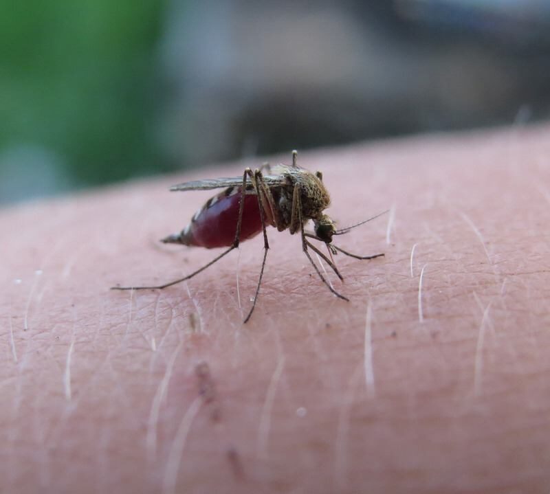 8 razones por las que los mosquitos pican a unas personas más que a otras