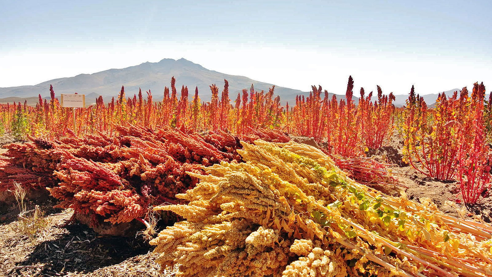 Descubre dos granos milenarios y muy nutritivos: la quinoa y la chía