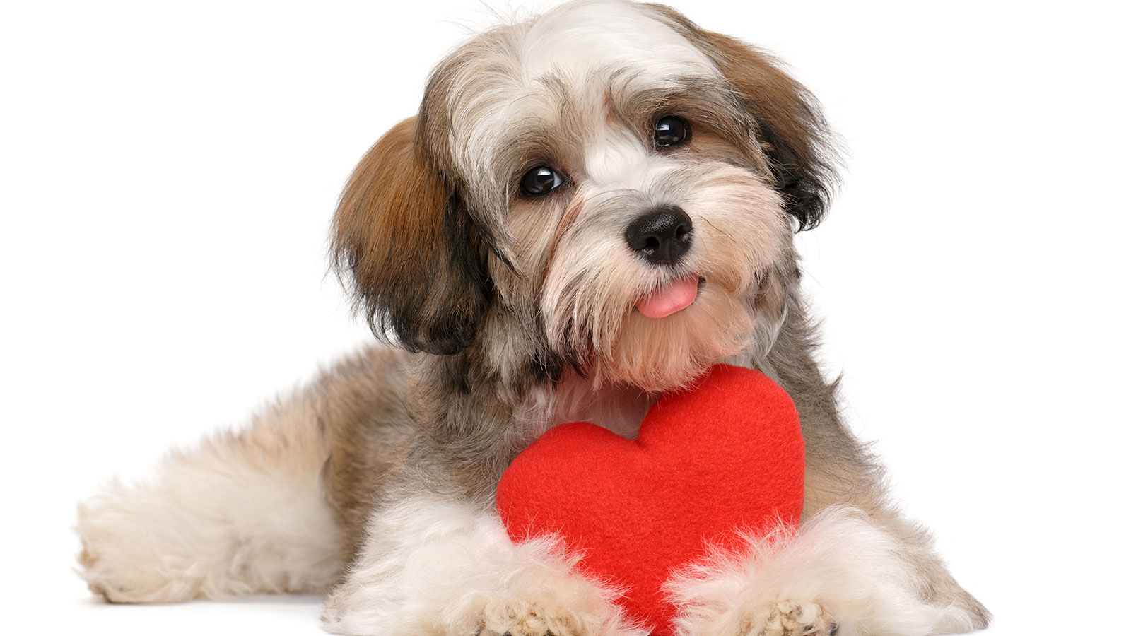 Las mascotas pueden beneficiar al corazón