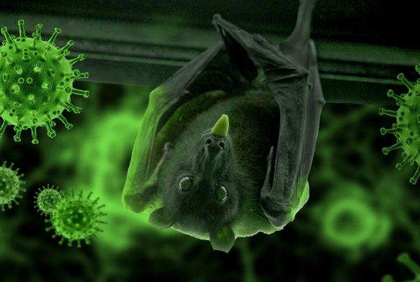 Revelaciones origen del virus