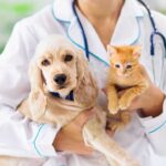 Cuida el bienestar emocional de tu mascota