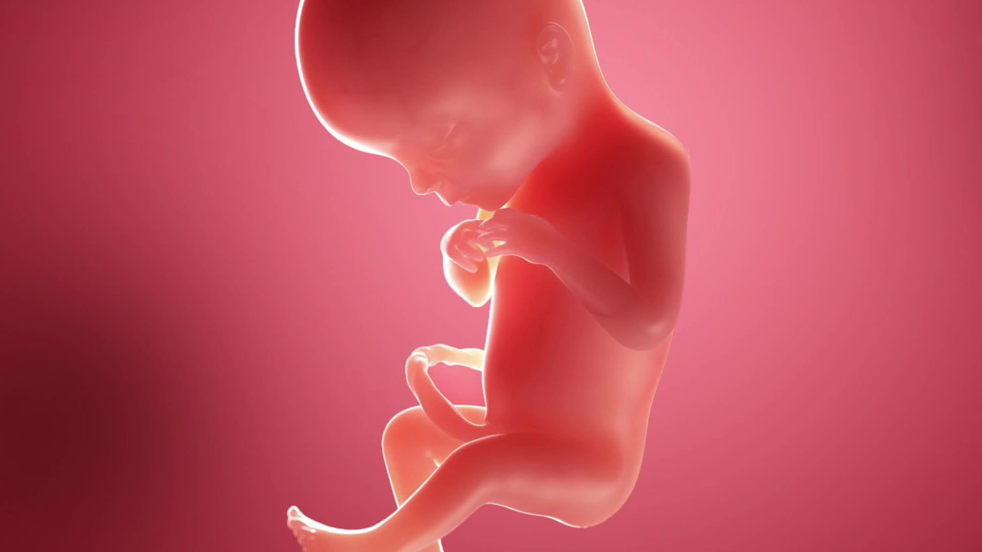 19 неделя 2023. Плод на 19 неделе беременности. Второй триместр беременности эмбрион. Эмбрион на 19 неделе беременности. 19ннеделя беременности.