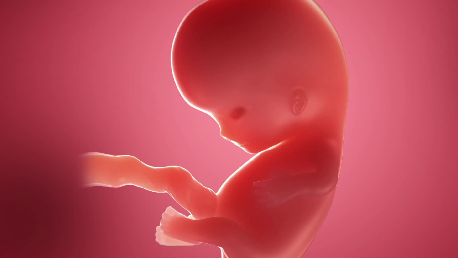 Octava semana de embarazo: el embrión no para de moverse