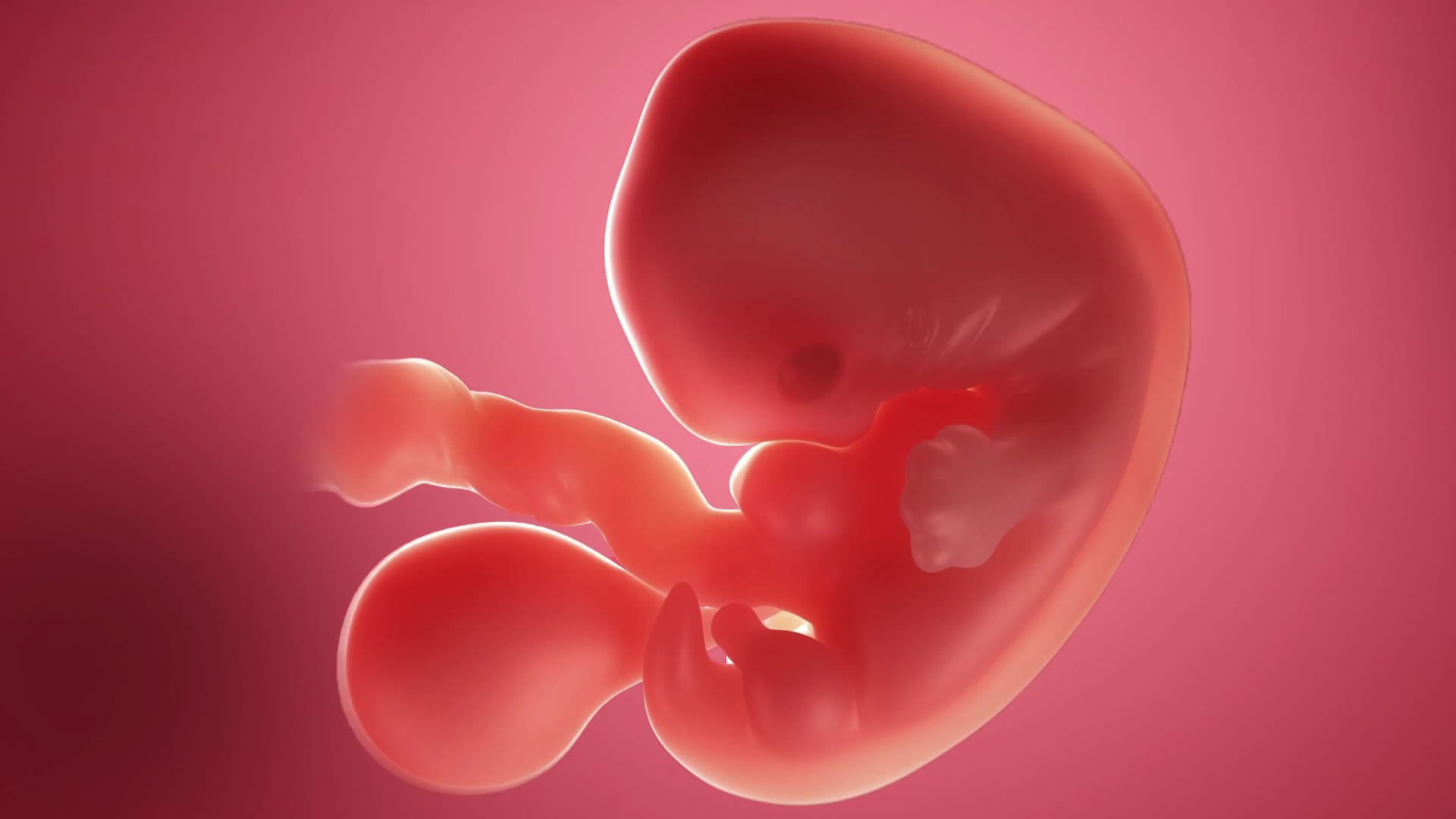 Sexta semana de embarazo: el corazón comienza a latir