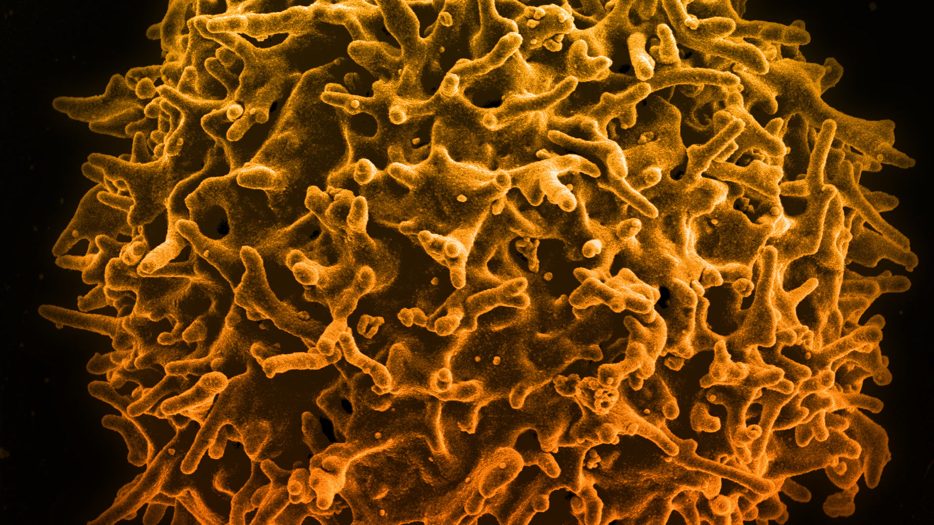 Células T podría ser la respuesta a una fuerte protección contra la gripe