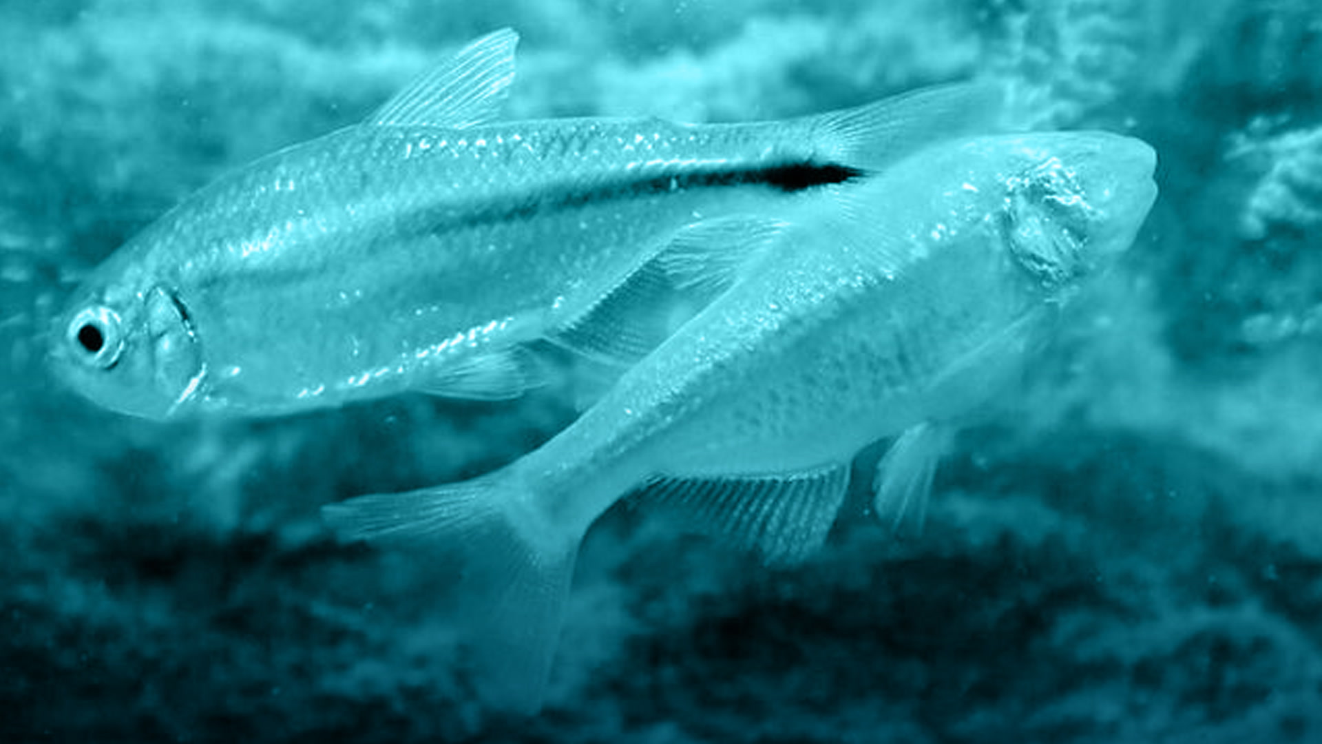 Investigando al pez tetra mexicano para encontrar nuevos medicamentos para personas con diabetes