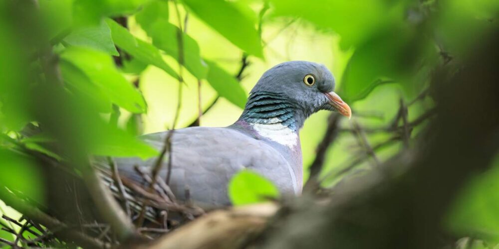 ¿Son peligrosos para la salud los nidos de palomas?