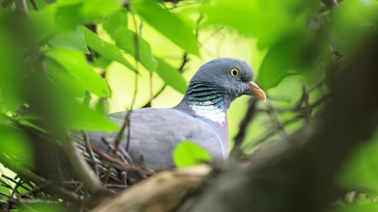¿Son peligrosos para la salud los nidos de palomas?