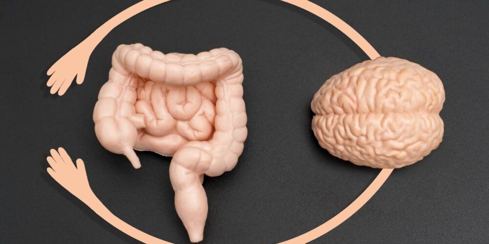 Conexión entre intestino y cerebro para bienestar físico y mental