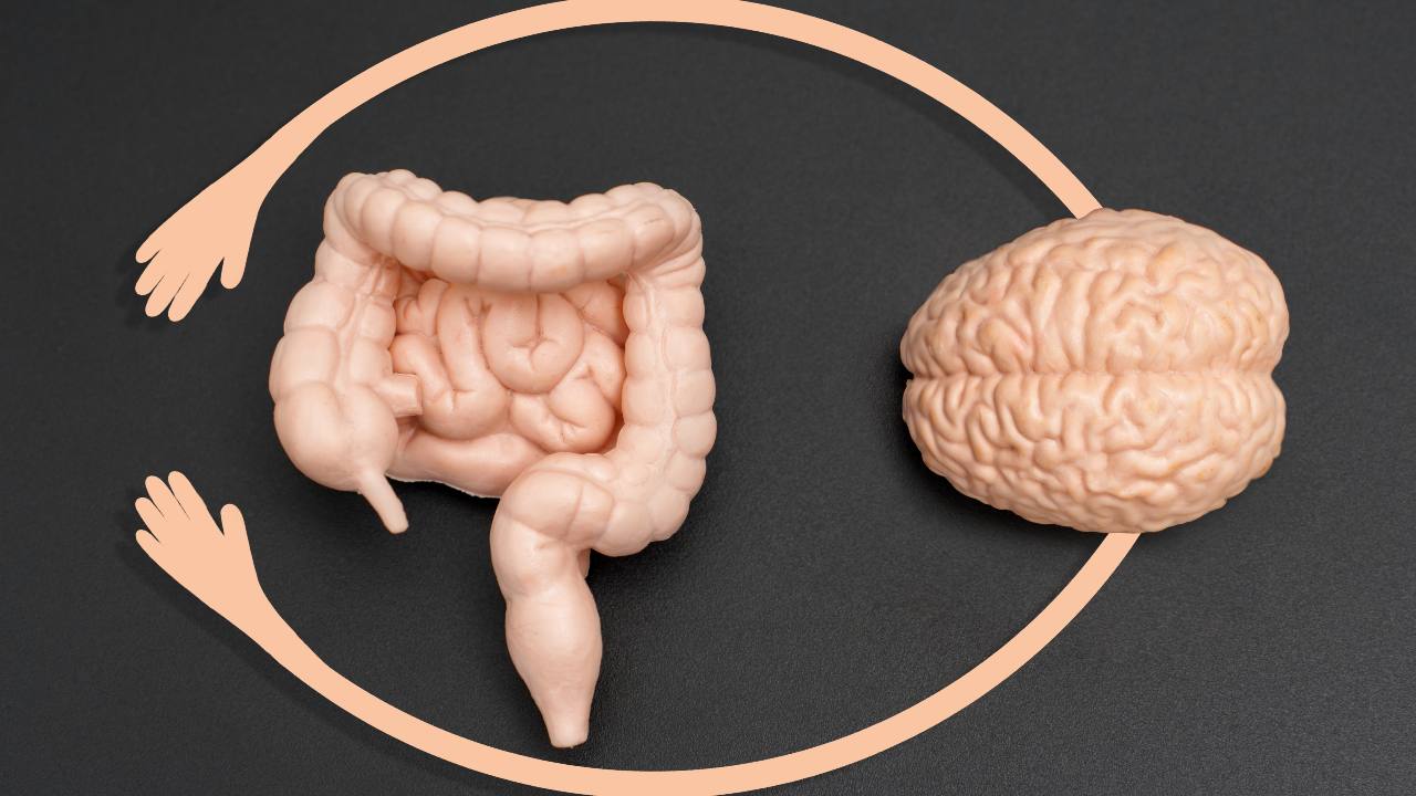 Conexión entre intestino y cerebro: descubre el eje de salud mental y digestiva