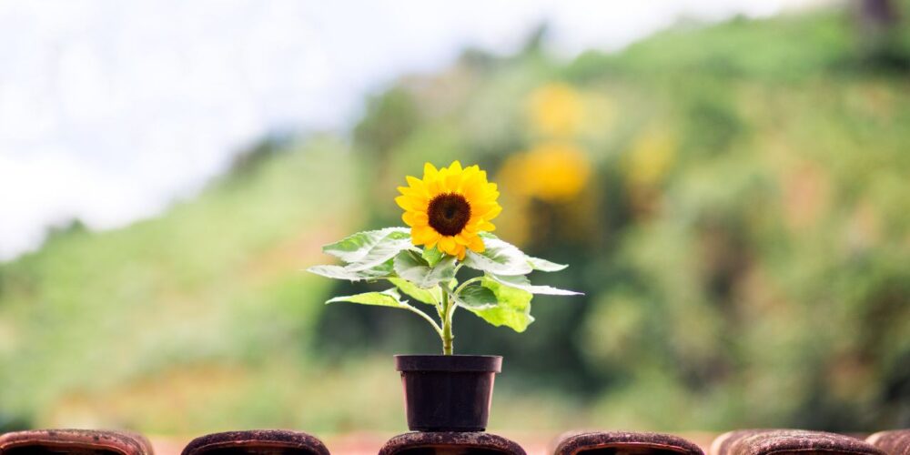 jardín en primavera con plantas y flores saludables