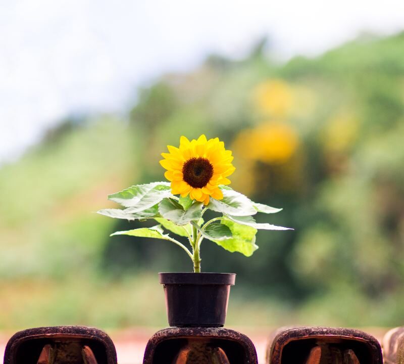 jardín en primavera con plantas y flores saludables