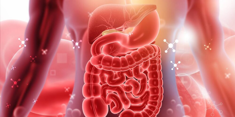 El sistema digestivo: La clave invisible para una salud total