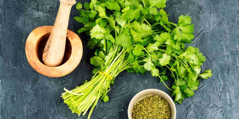 por qué algunas personas odian el cilantro