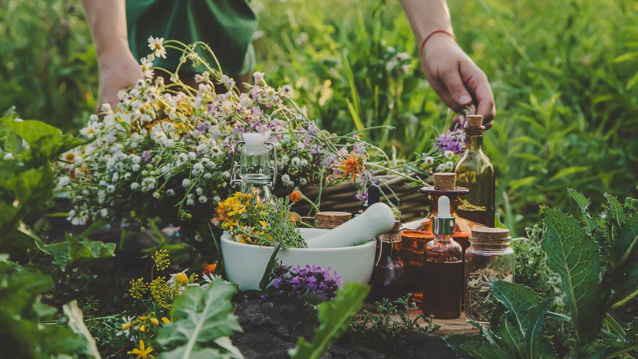 Plantas para curar heridas: la sabiduría natural al servicio de la piel