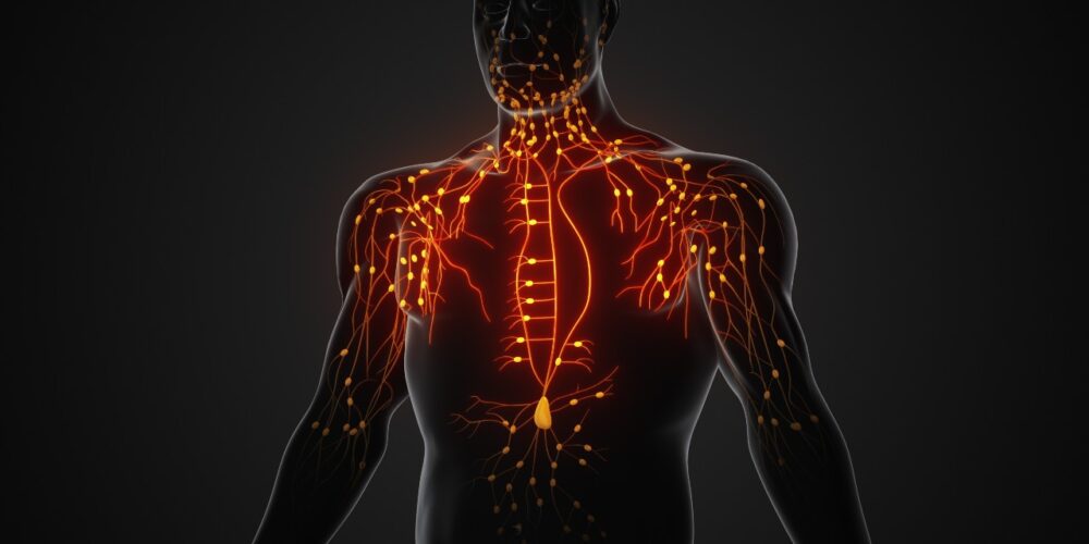representación del sistema linfático en el cuerpo humano