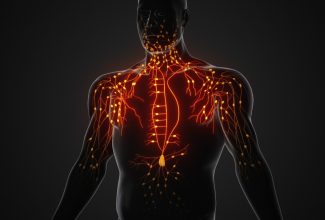 representación del sistema linfático en el cuerpo humano