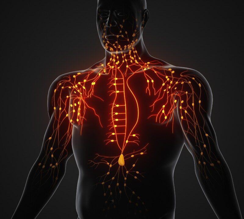representación del sistema linfático en el cuerpo humano