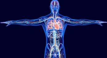 El sistema cardiovascular: clave para cuidar todas las células