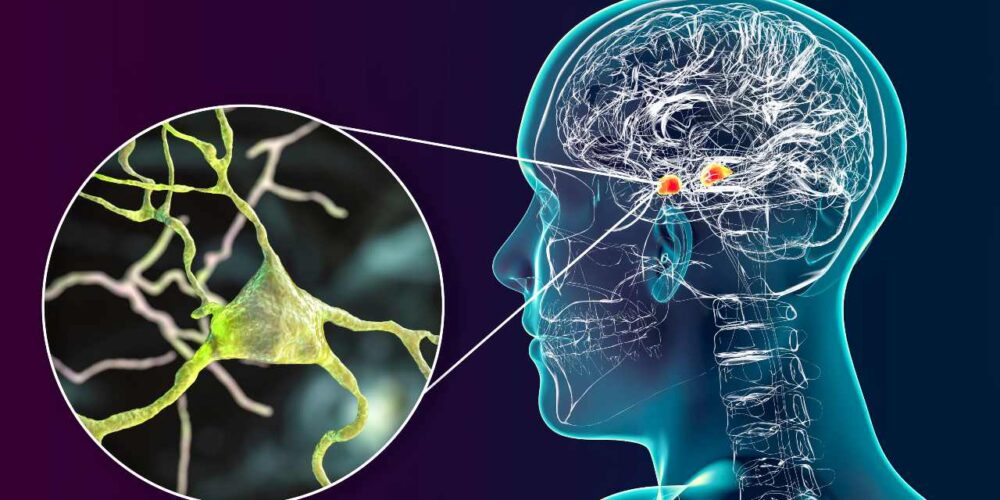 Cerebro humano procesando decisiones a través de estímulos conectados