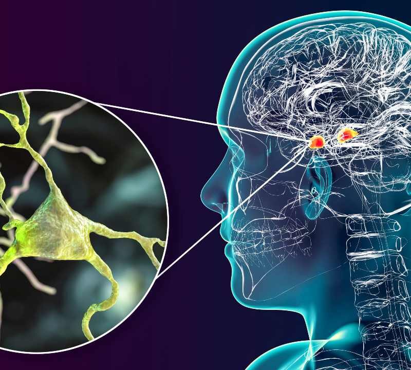 Cerebro humano procesando decisiones a través de estímulos conectados