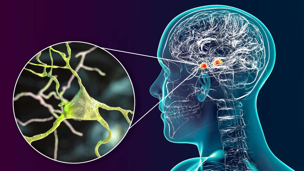 Así decide tu cerebro: lo que la ciencia acaba de descubrir