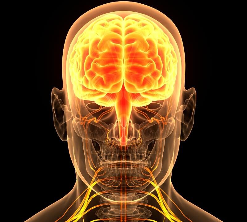 Ilustración del sistema nervioso central humano