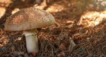 Hongos y cambio climático: lo que debes saber