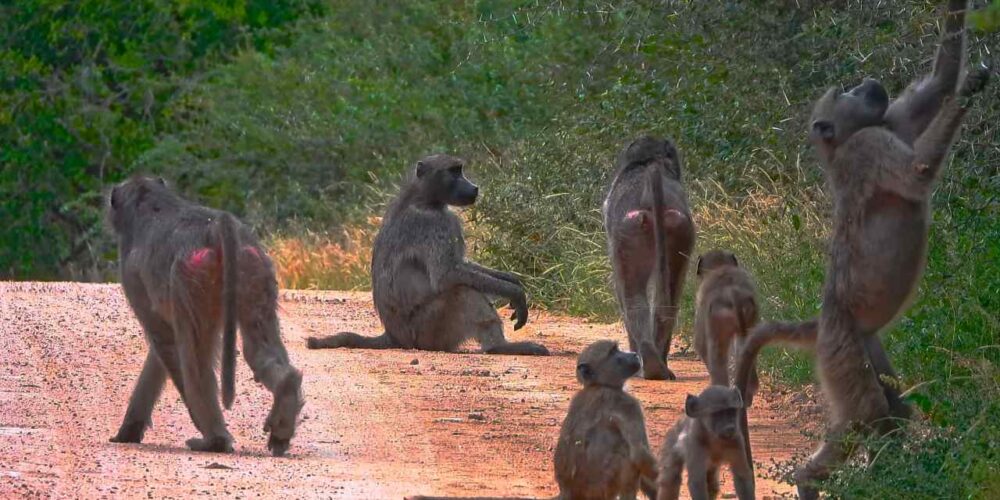 Grupo de primates en la selva con interacción social visible