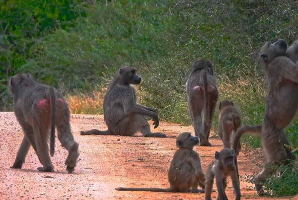 Grupo de primates en la selva con interacción social visible