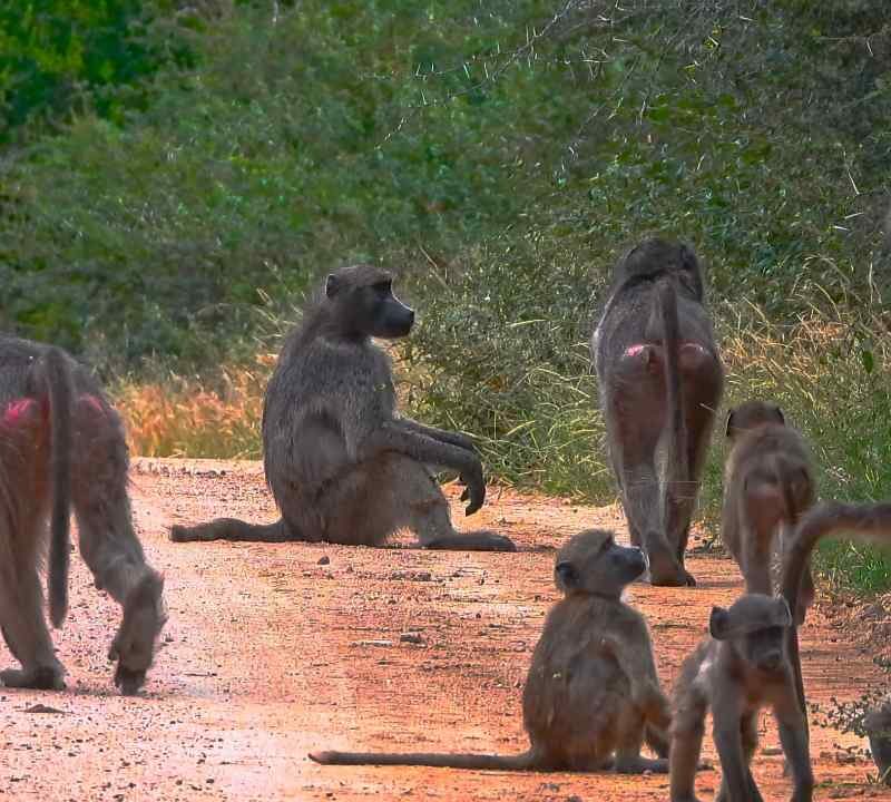 Grupo de primates en la selva con interacción social visible