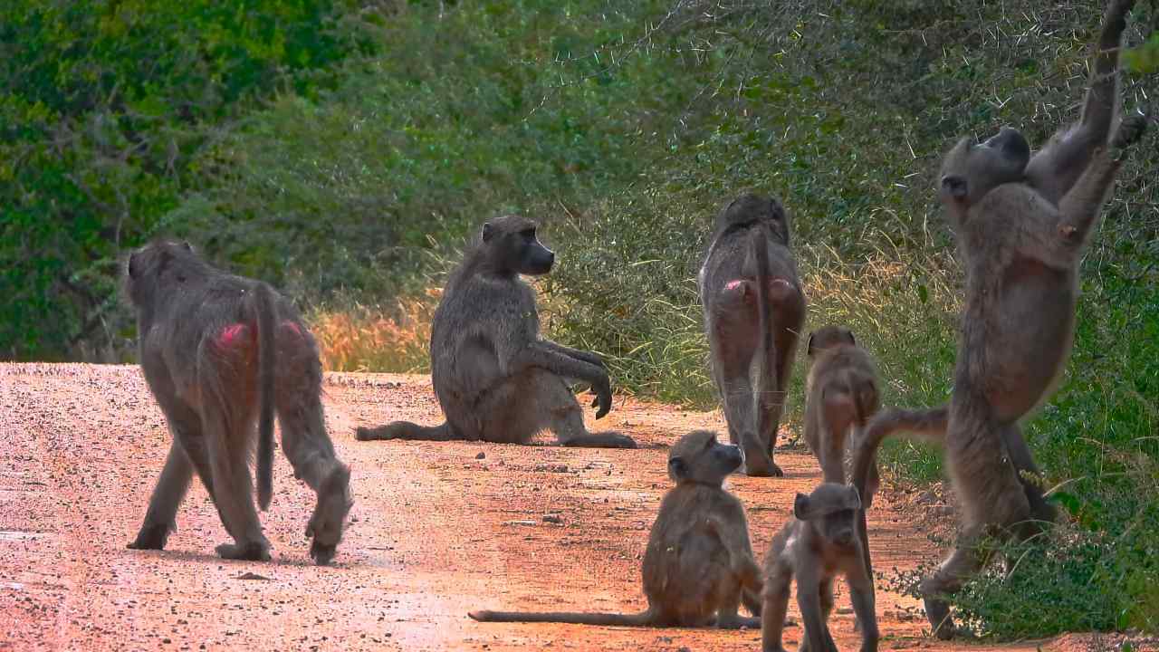 ¿Quién manda en los primates? Las hembras también lideran