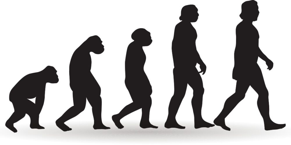 Comparación de la pelvis humana con la de un primate