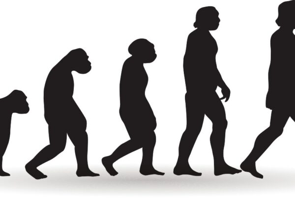 Comparación de la pelvis humana con la de un primate