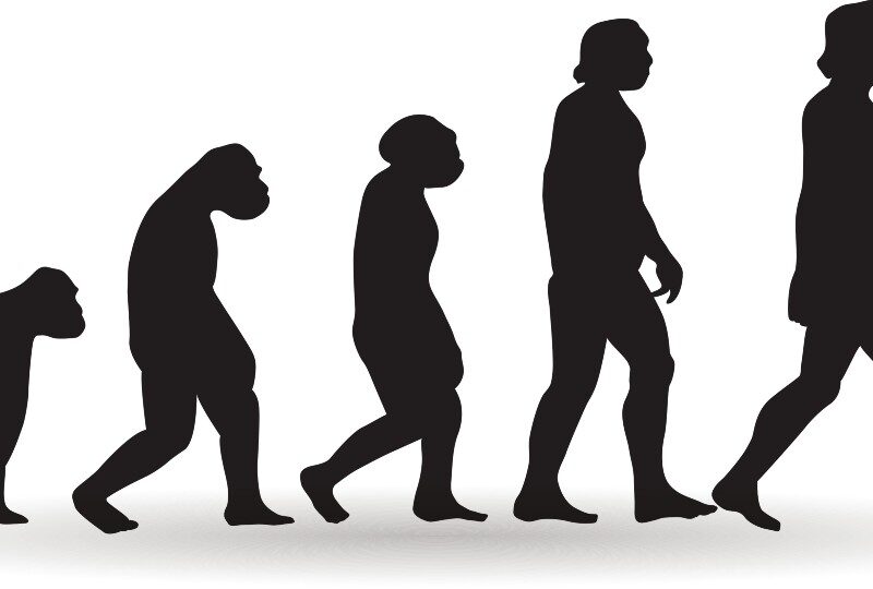 Comparación de la pelvis humana con la de un primate