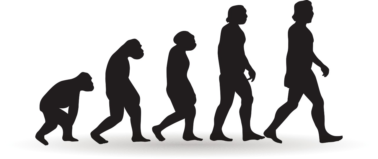 Cómo la pelvis humana nos permitió caminar erguidos