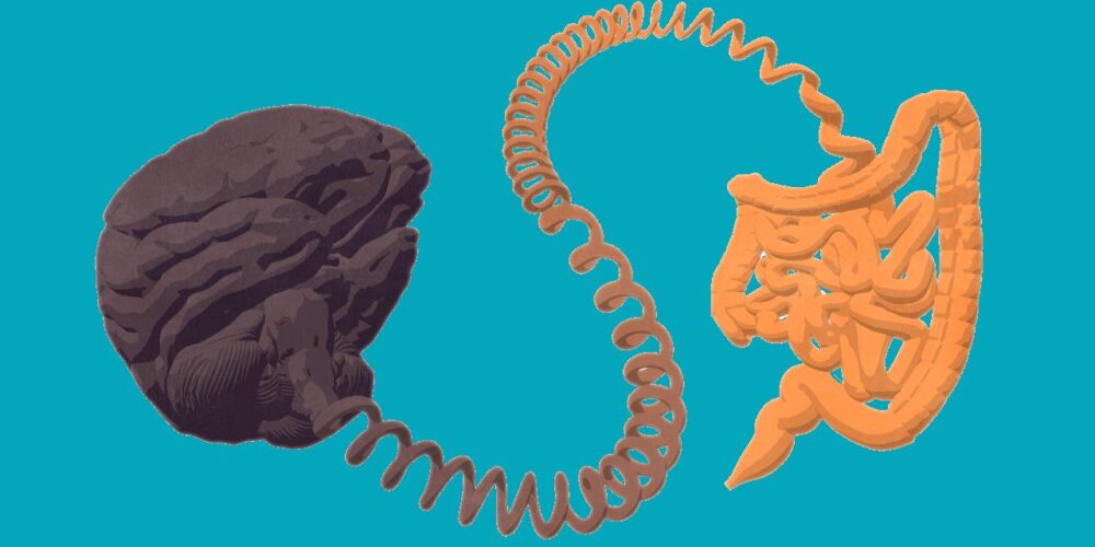 Conexión entre intestino y cerebro en alzhéimer y párkinson