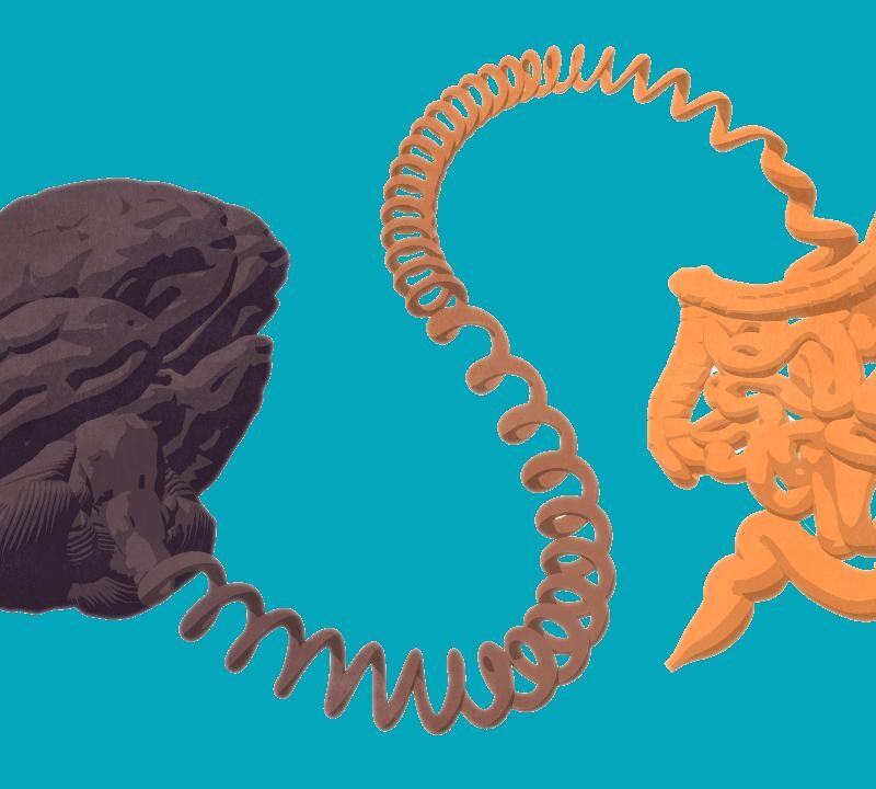 Conexión entre intestino y cerebro en alzhéimer y párkinson