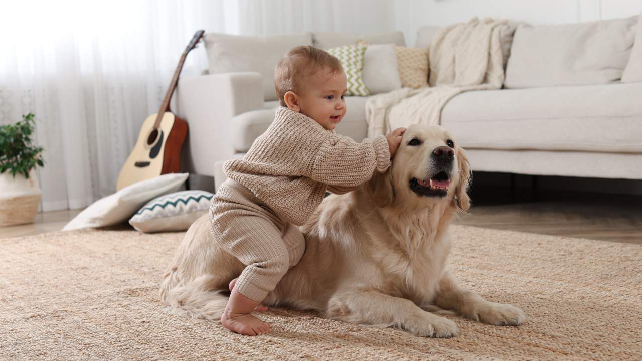 Bebés que crecen con perros tienen menos riesgo de asma infantil